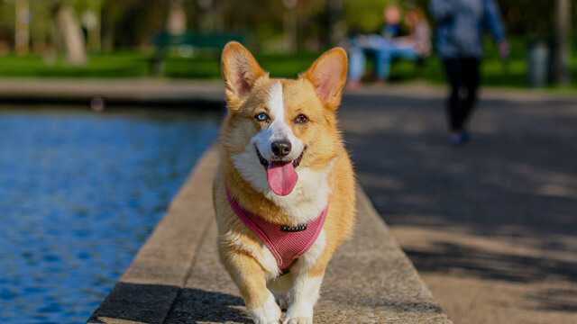 Pet Friendly Rentals