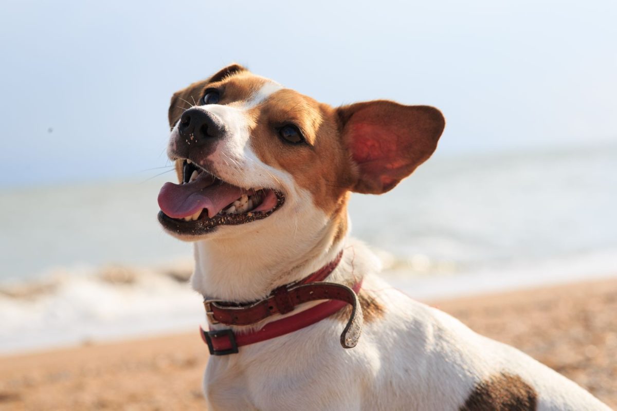 dog on the beach