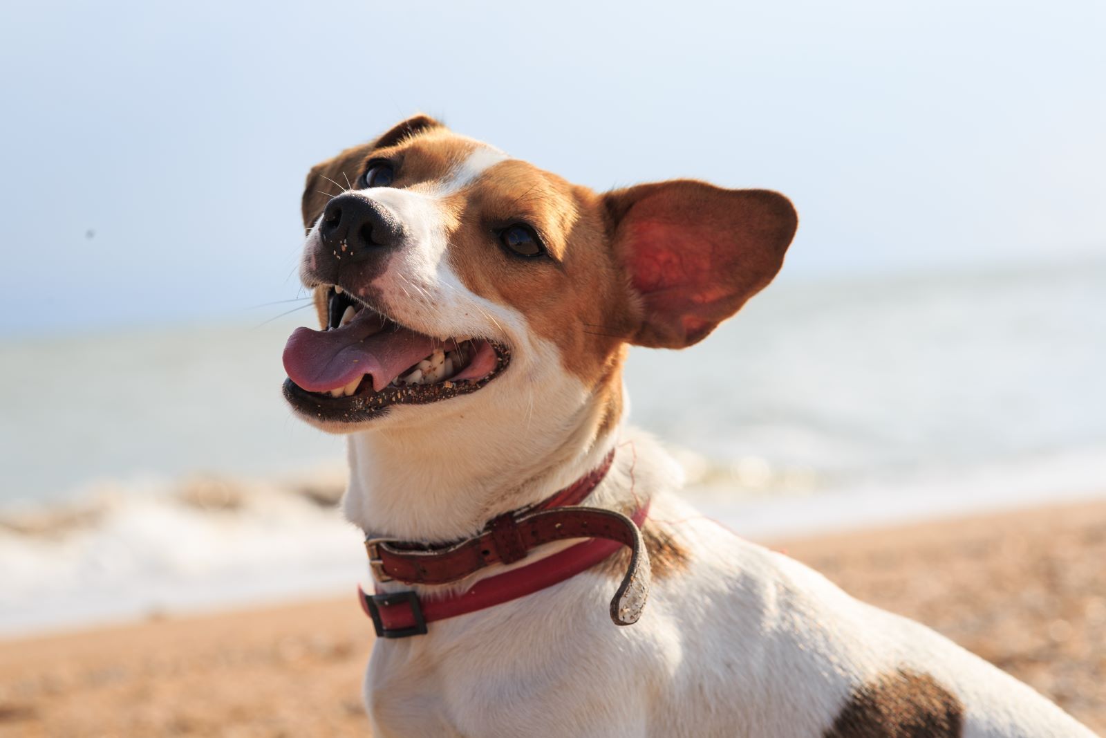 dog on the beach