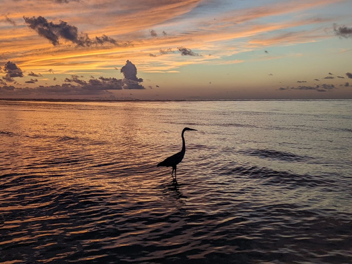 shutterstock_sunset-bird | Fran Maxon Real Estate wading bird beach sunset
