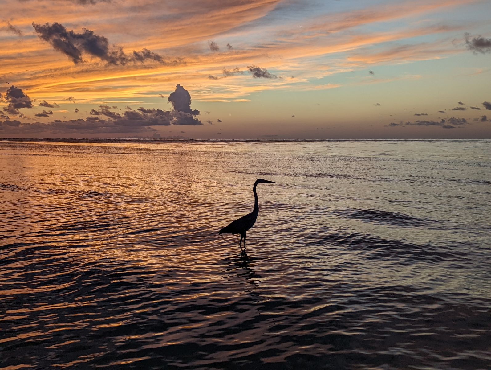 wading bird beach sunset